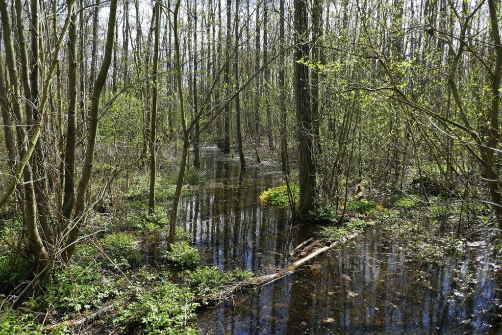 Bruchwald im Naturschutzgebiet Muckenbruch bei Bad Westernkotten mit hohem Wasserstand im Frühjahr